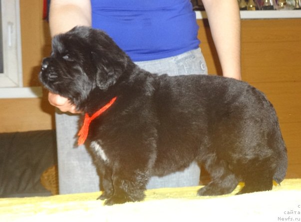 Фото: ньюфаундленд Njufort iz Peni Morskoy Afrodita (Ньюфорт из Пены Морской Афродита)