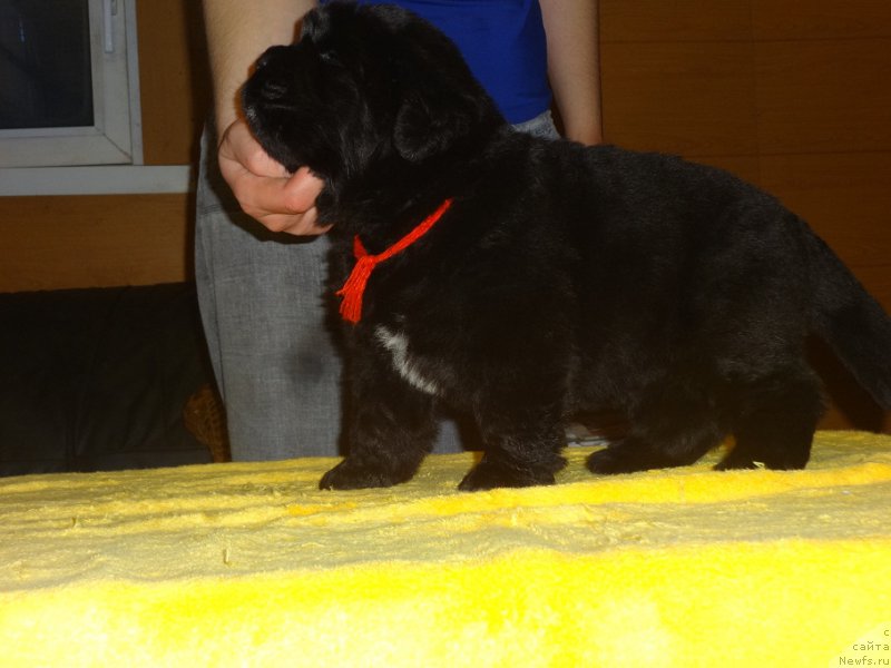 Фото: ньюфаундленд Njufort iz Peni Morskoy Afrodita (Ньюфорт из Пены Морской Афродита)