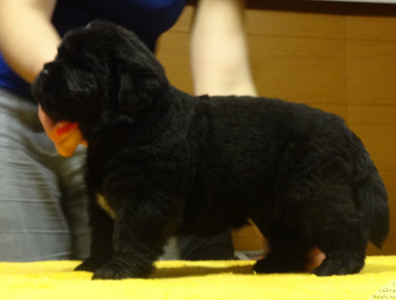 Фото: ньюфаундленд N'yufort Imperator (Ньюфорт Император)