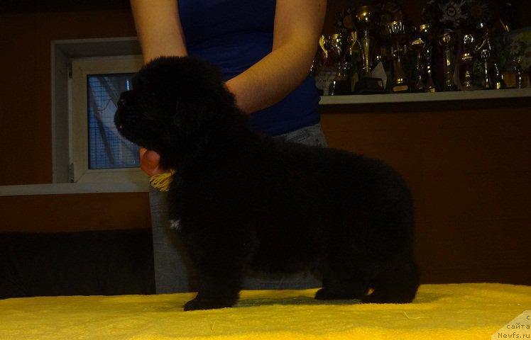 Фото: ньюфаундленд N'yufort Imperator (Ньюфорт Император)