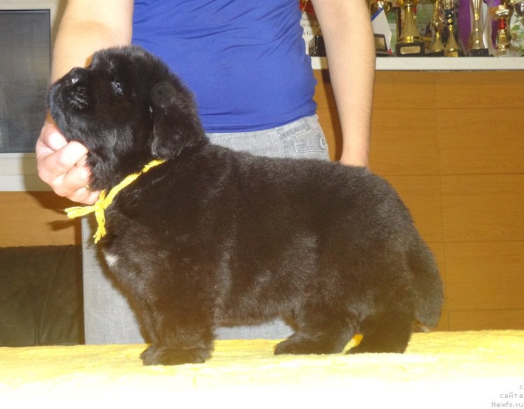 Фото: ньюфаундленд N'yufort Imperator (Ньюфорт Император)