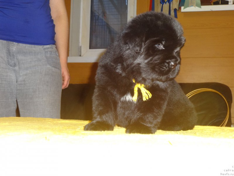 Фото: ньюфаундленд N'yufort Imperator (Ньюфорт Император)