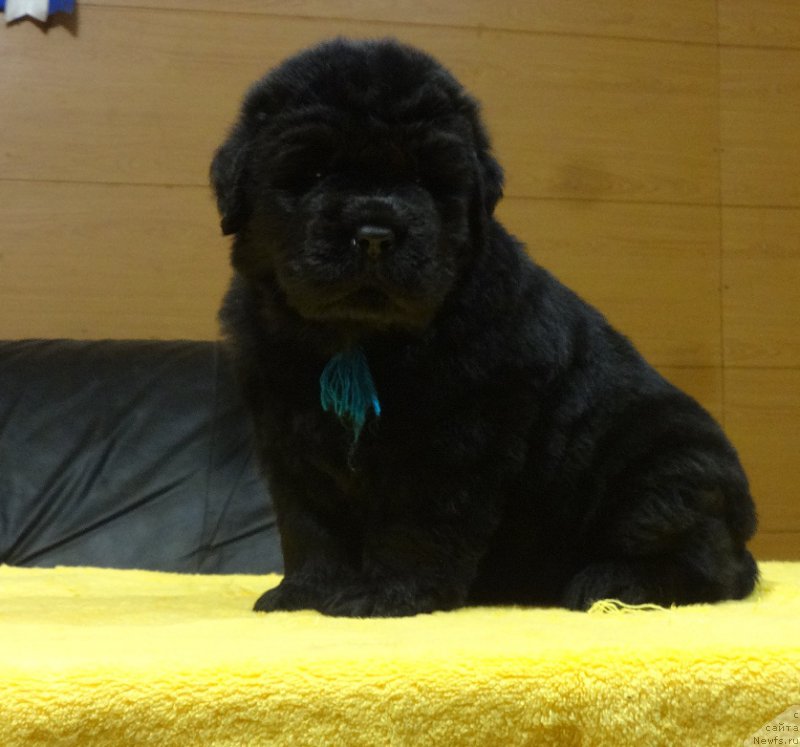 Фото: ньюфаундленд N'yufort Instinkt Vinner Knayt Itus (Ньюфорт Инстинкт Виннер Кнайт Итус)