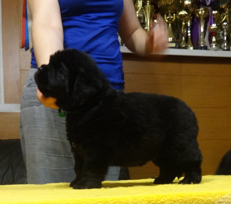 Фото: ньюфаундленд N'yufort it iz ze Best of All (Ньюфорт ит из зе Бест оф Алл)