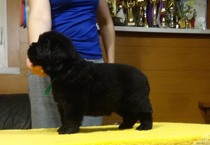 Фото: ньюфаундленд N'yufort it iz ze Best of All (Ньюфорт ит из зе Бест оф Алл)