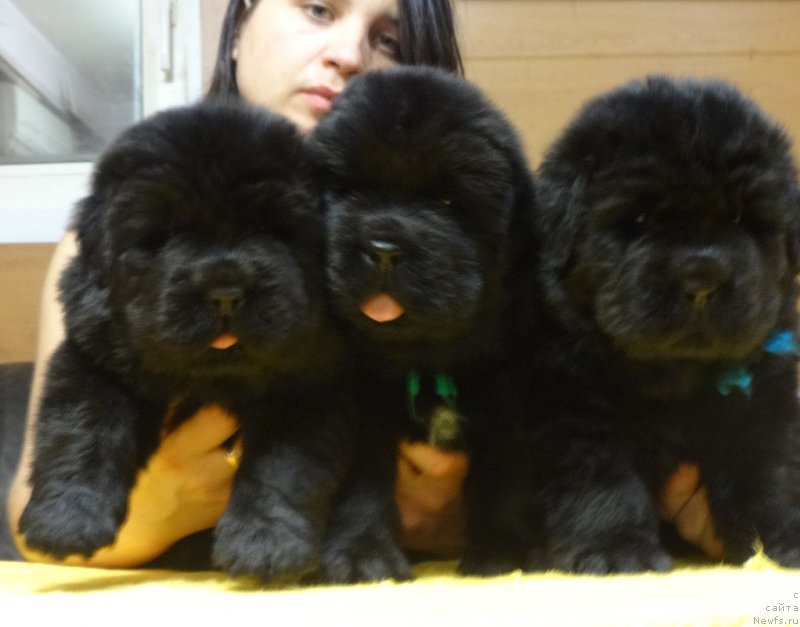 Фотография № 216641