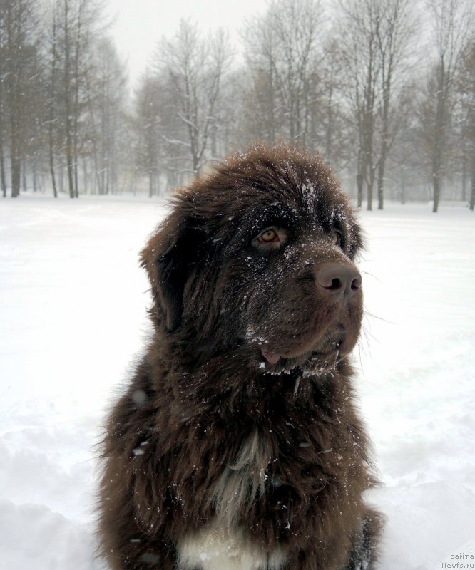 Фото: ньюфаундленд Funnewf Arktika (Фанньюф Арктика)