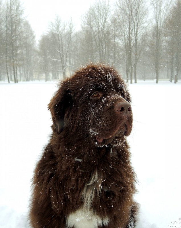 Фото: ньюфаундленд Funnewf Arktika (Фанньюф Арктика)