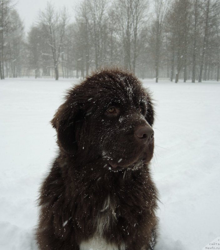Фото: ньюфаундленд Funnewf Arktika (Фанньюф Арктика)