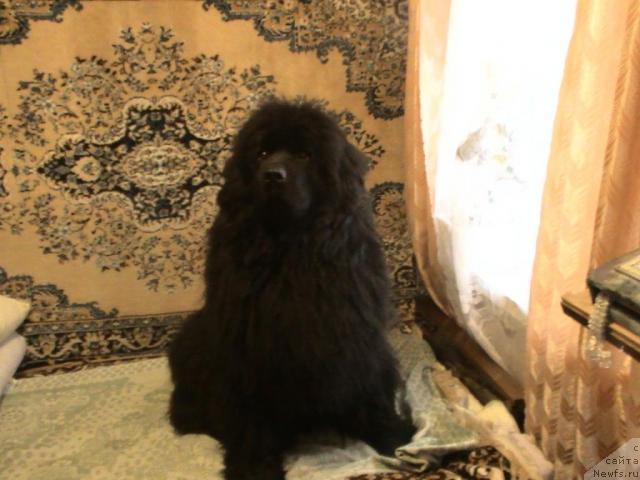 Фото: ньюфаундленд Dans Memori Virdjiniya Nayt (Данс Мемори Вирджиния Найт)