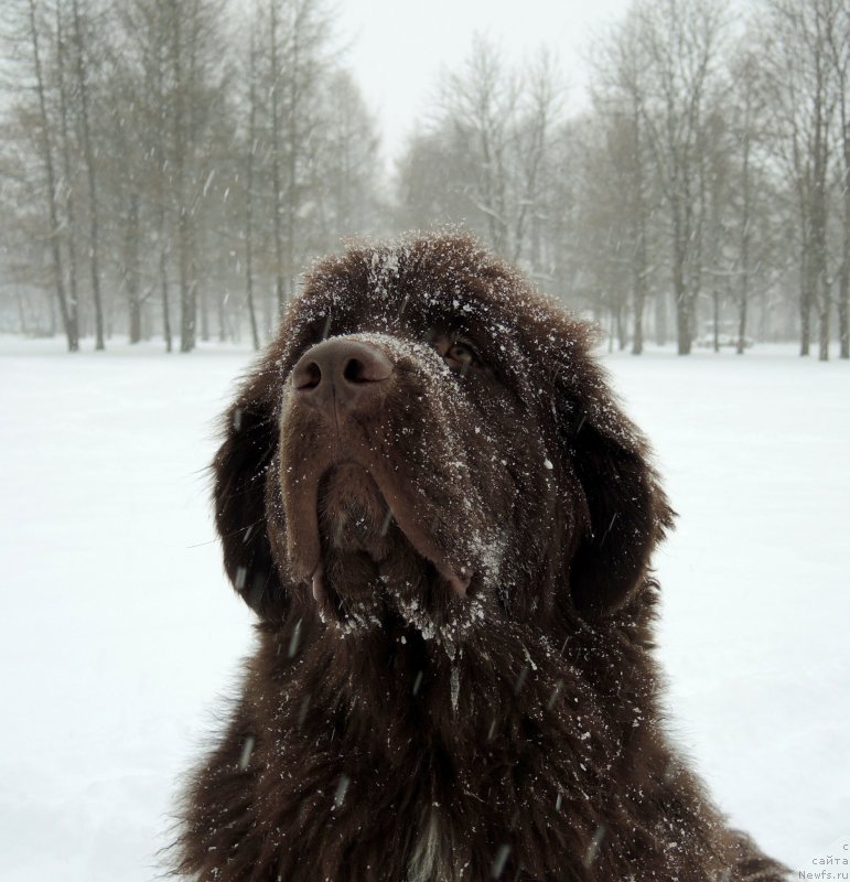 Фото: ньюфаундленд Funnewf Arktika (Фанньюф Арктика)