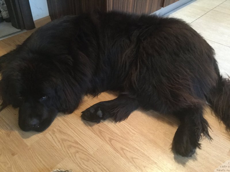 Фото: ньюфаундленд Brownblood MSK Harita Havva (Браунблад МСК Харита Хавва)