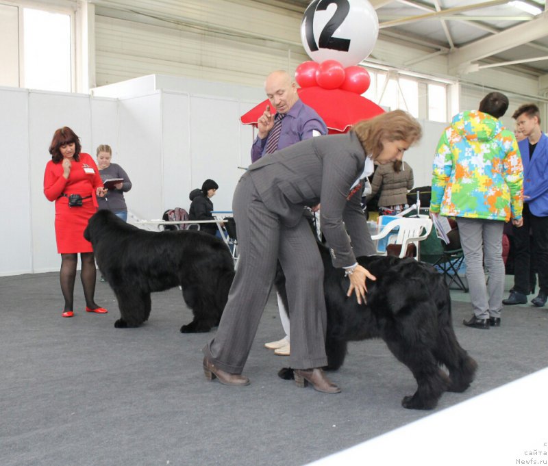Фото: ньюфаундленд Mnogolikaya Boginya Manifik (Многоликая Богиня Манифик)