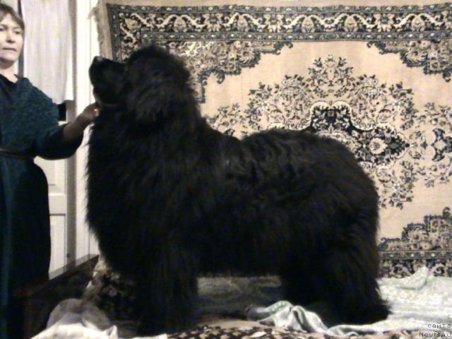 Фото: ньюфаундленд Dans Memori Virdjiniya Nayt (Данс Мемори Вирджиния Найт)