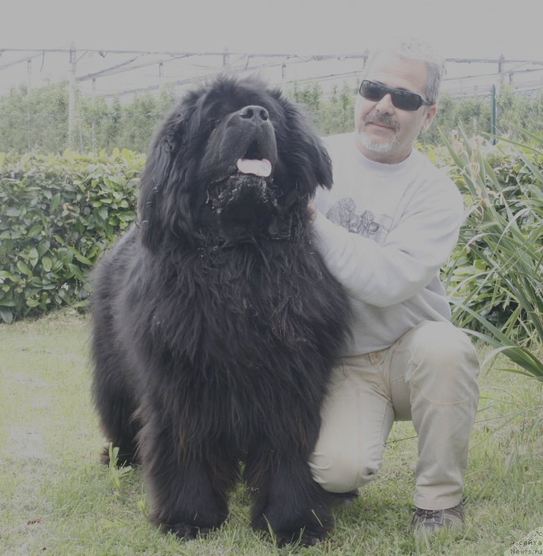 Фото: ньюфаундленд Black Clouds Eddie Murphy