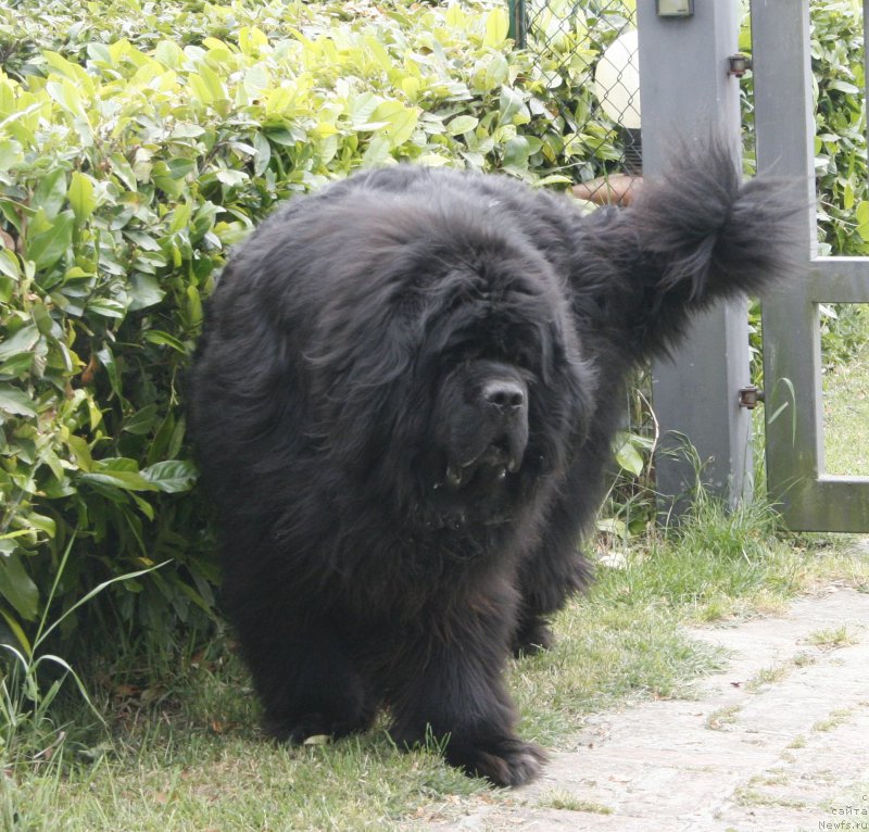 Фото: ньюфаундленд Black Clouds Eddie Murphy