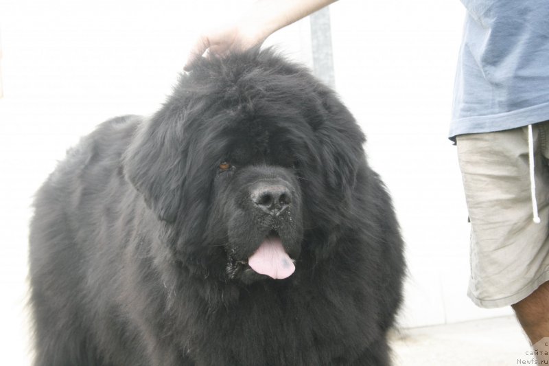 Фото: ньюфаундленд Black Clouds Eddie Murphy