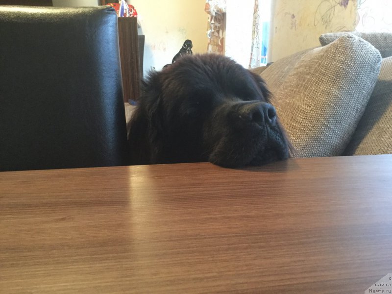 Фото: ньюфаундленд Brownblood MSK Harita Havva (Браунблад МСК Харита Хавва)