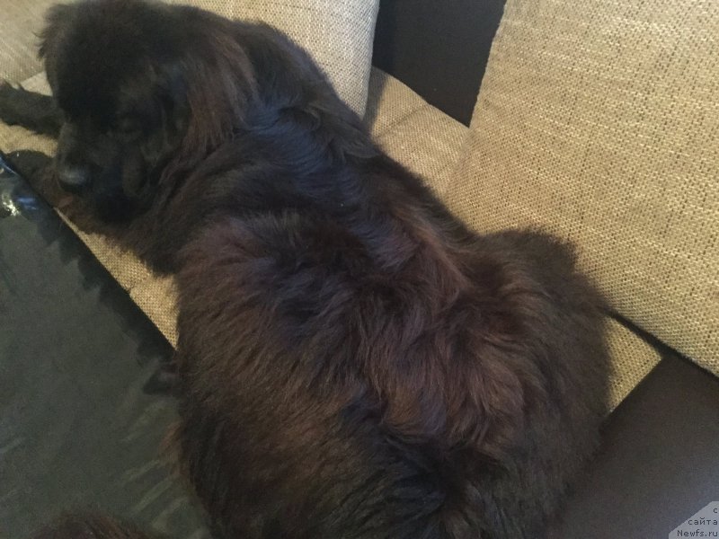 Фото: ньюфаундленд Brownblood MSK Harita Havva (Браунблад МСК Харита Хавва)