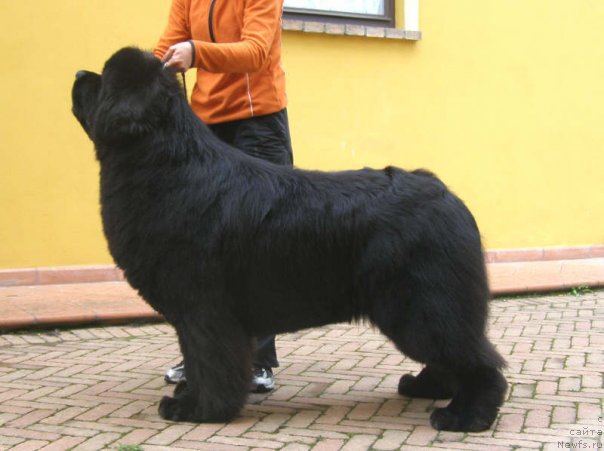 Фото: ньюфаундленд Black Clouds Nicholas Cage