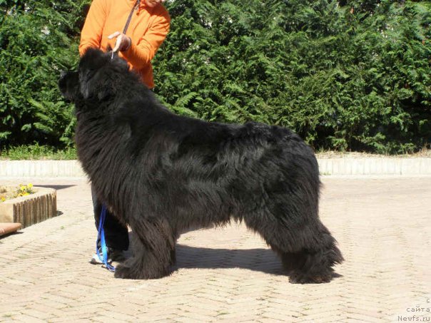 Фото: ньюфаундленд Black Clouds Nicholas Cage