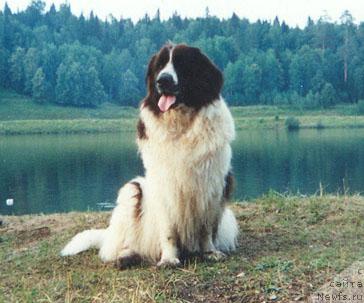 Фото: ньюфаундленд Mirta (Мирта)