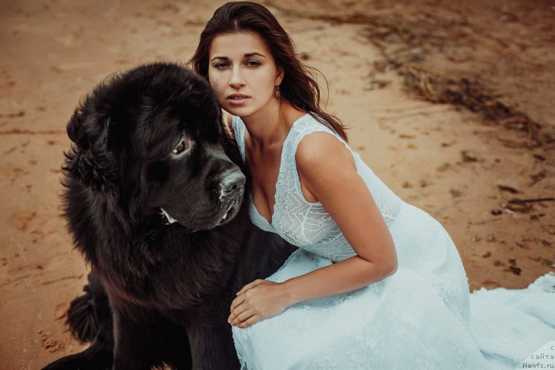 Фото: ньюфаундленд Smigar Liverpulsiy Chetvertak (Смигар Ливерпульский Четвертак), Ekaterina Zaslavskaya (Екатерина Заславская)