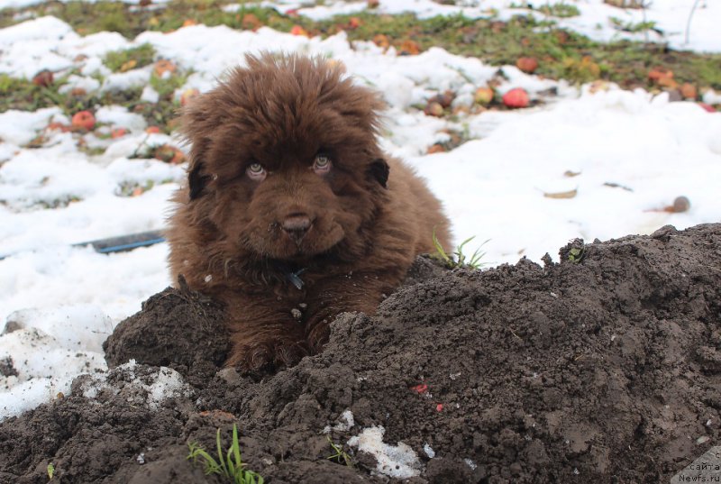 Фото: ньюфаундленд Brownblood MSK Avanti Darling Kid (Браунблад МСК Аванти Дарлинг Кид)