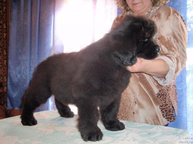 Фото: щенок, ньюфаундленд Blek Dolli Peyv Black (Блэк Долли Пейв Блэк), ньюфаундленд Super Premium Brabus (Супер Премиум Брабус)