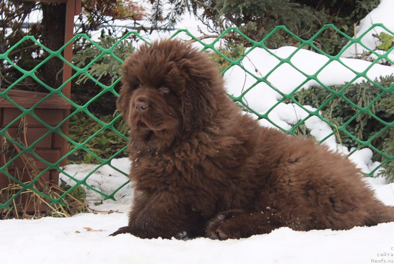 Фото: ньюфаундленд Brownblood MSK Another Love Tender Ebony (Браунблад МСК Аназер Лав Тендер Эбони)