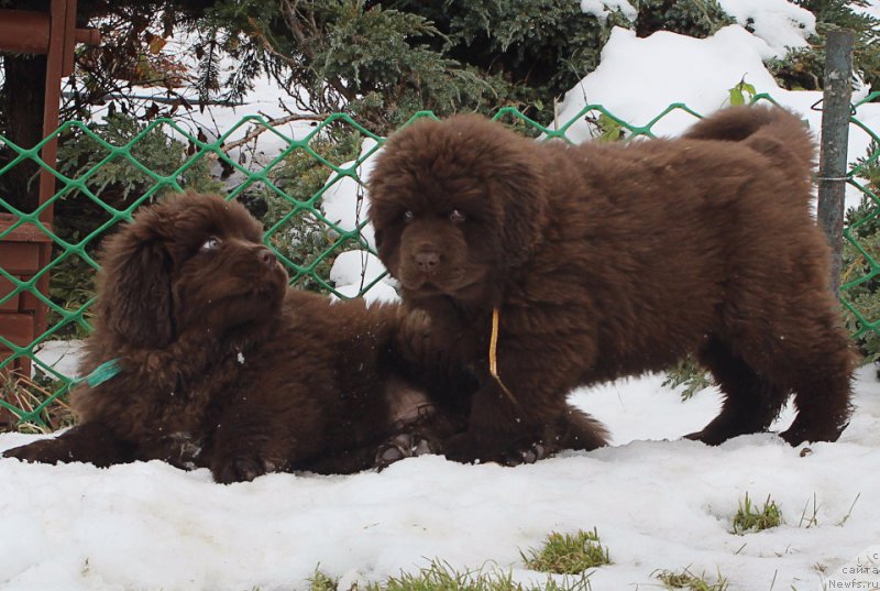Фото: ньюфаундленд Brownblood MSK Another Love Tender Ebony (Браунблад МСК Аназер Лав Тендер Эбони), ньюфаундленд Brownblood MSK Alfa-Romeo Gold Baddy (Браунблад МСК Альфа-Ромео Голд Бадди)