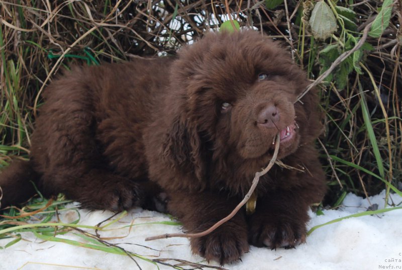 Фото: ньюфаундленд Brownblood MSK Alfa-Romeo Gold Baddy (Браунблад МСК Альфа-Ромео Голд Бадди)
