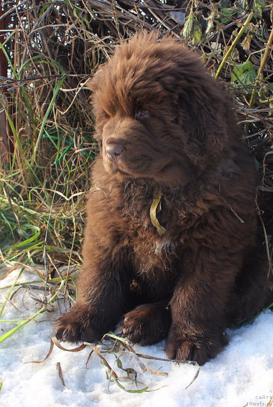 Фото: ньюфаундленд Brownblood MSK Alfa-Romeo Gold Baddy (Браунблад МСК Альфа-Ромео Голд Бадди)