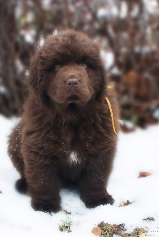 Фото: ньюфаундленд Brownblood MSK Armata Loyar Aid (Браунблад МСК Армата Лойар Аид)