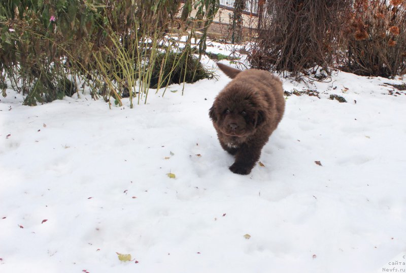 Фото: ньюфаундленд Brownblood MSK Armata Loyar Aid (Браунблад МСК Армата Лойар Аид)