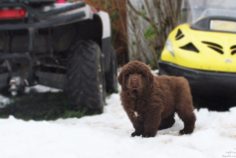 Фото: ньюфаундленд Brownblood MSK Armata Loyar Aid (Браунблад МСК Армата Лойар Аид)