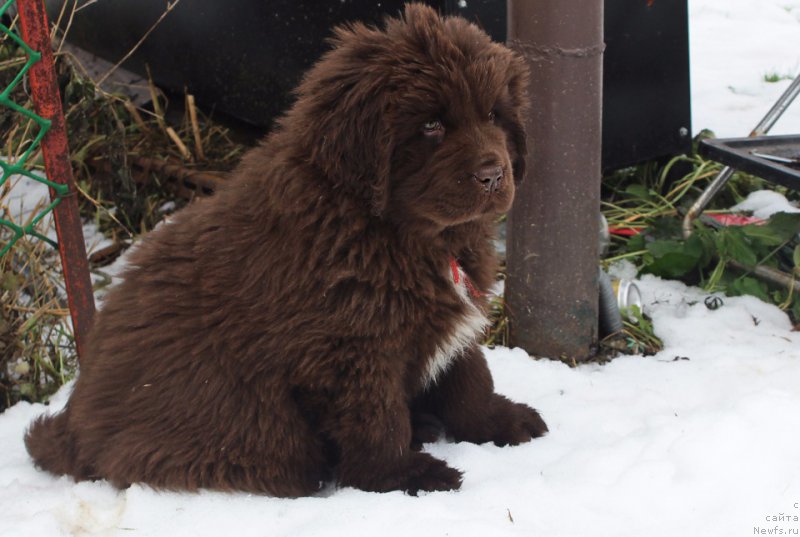 Фото: ньюфаундленд Brownblood MSK Audi Red Less (Браунблад МСК Ауди Рэд Лэсс)