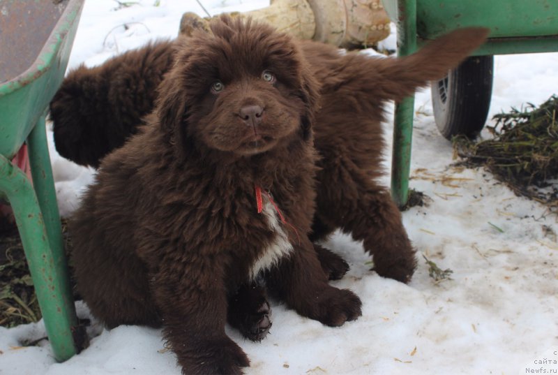 Фото: ньюфаундленд Brownblood MSK Audi Red Less (Браунблад МСК Ауди Рэд Лэсс)