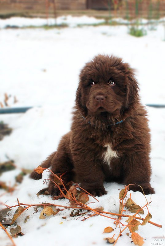 Фото: ньюфаундленд Brownblood MSK Alpina Guardian Soul (Браунблад МСК Альпина Гуардиан Соул)
