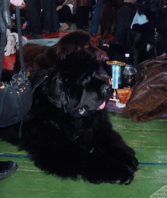 Фото: ньюфаундленд Mega Star King of Helluland