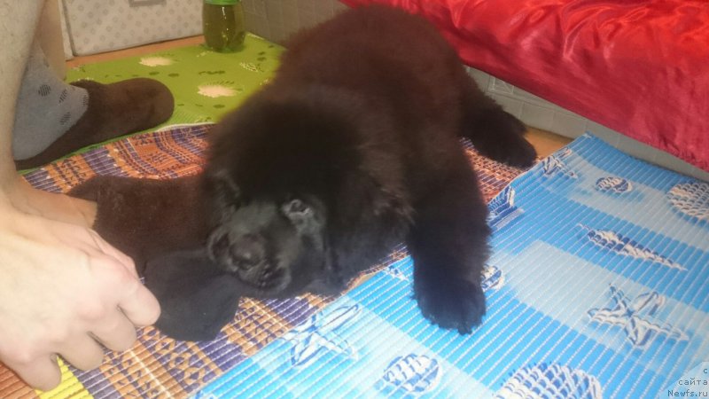 Фото: ньюфаундленд Chernaya Mafia Beauty Beyond Senses (Черная Мафия Беауту Беуонд Сенсес)