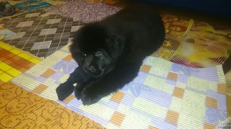 Фото: ньюфаундленд Chernaya Mafia Beauty Beyond Senses (Черная Мафия Беауту Беуонд Сенсес)