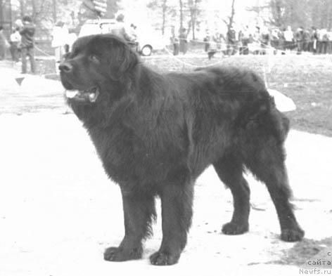 Фото: ньюфаундленд Julix (Юликс)