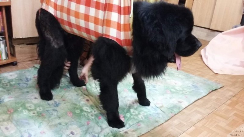 Фото: ньюфаундленд Predannyiy Drug (Преданный Друг)