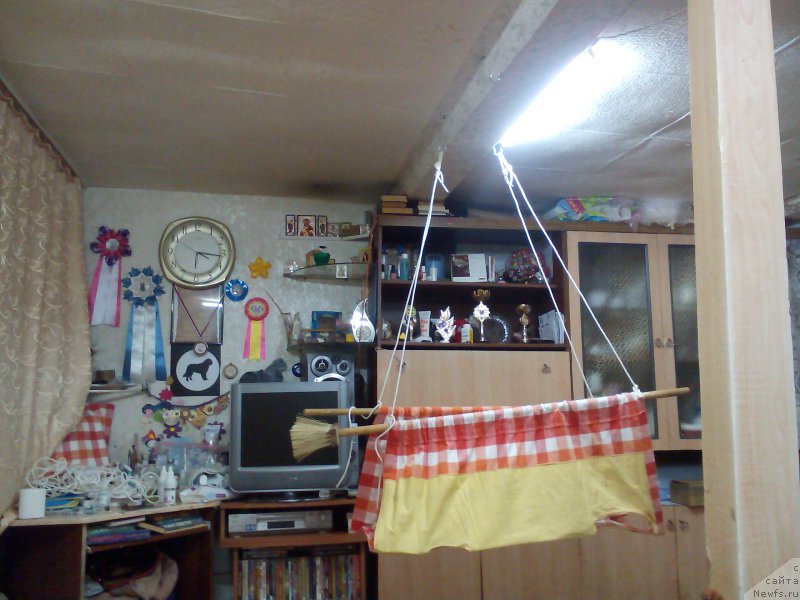 Фото: ньюфаундленд Predannyiy Drug (Преданный Друг)