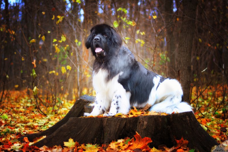 Фотография № 216703