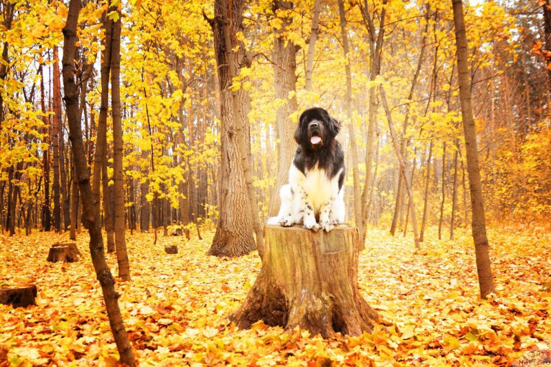 Фотография № 216704