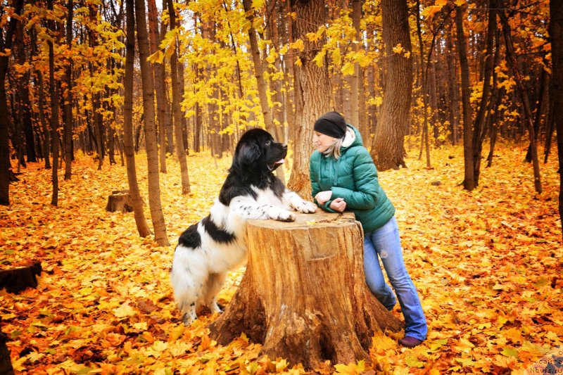 Фото: ньюфаундленд Plushevaya Panda Ferrero Rond Noir (Плюшевая Панда Ферреро Ронд Нуар)