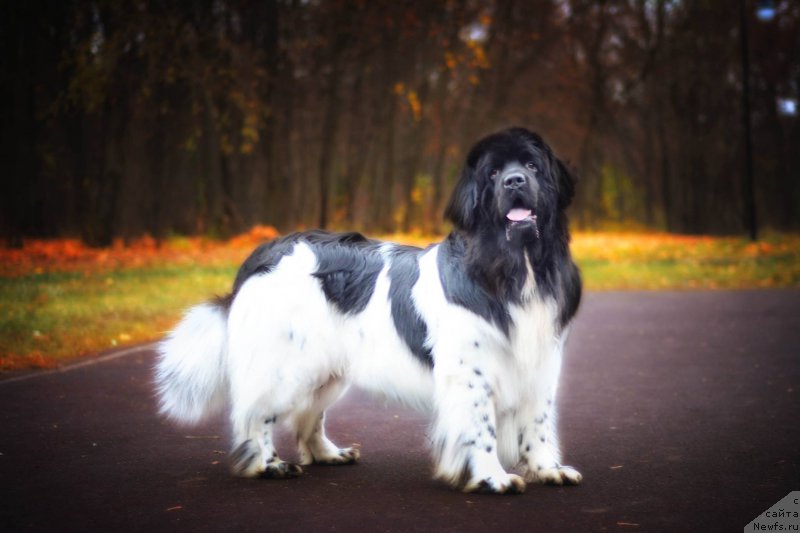 Фотография № 216706