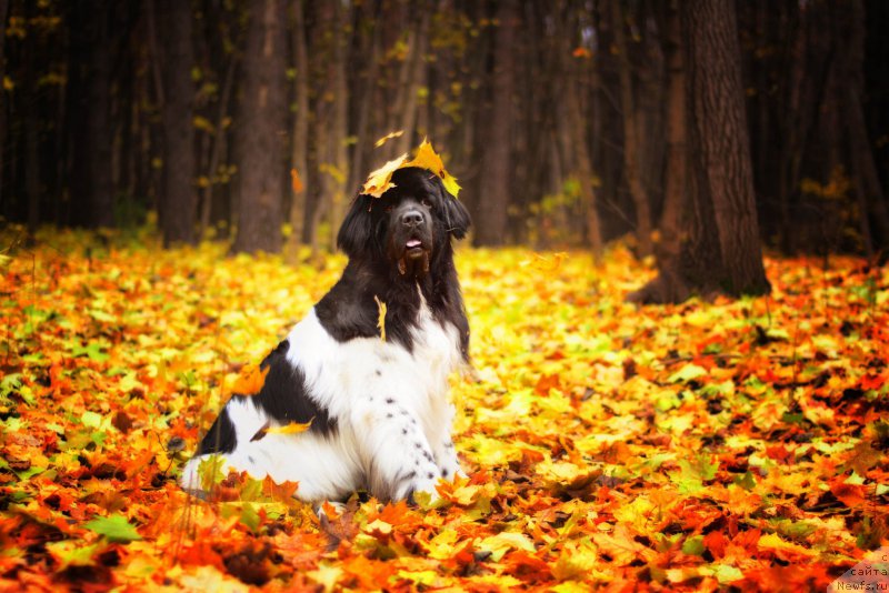 Фотография № 216707